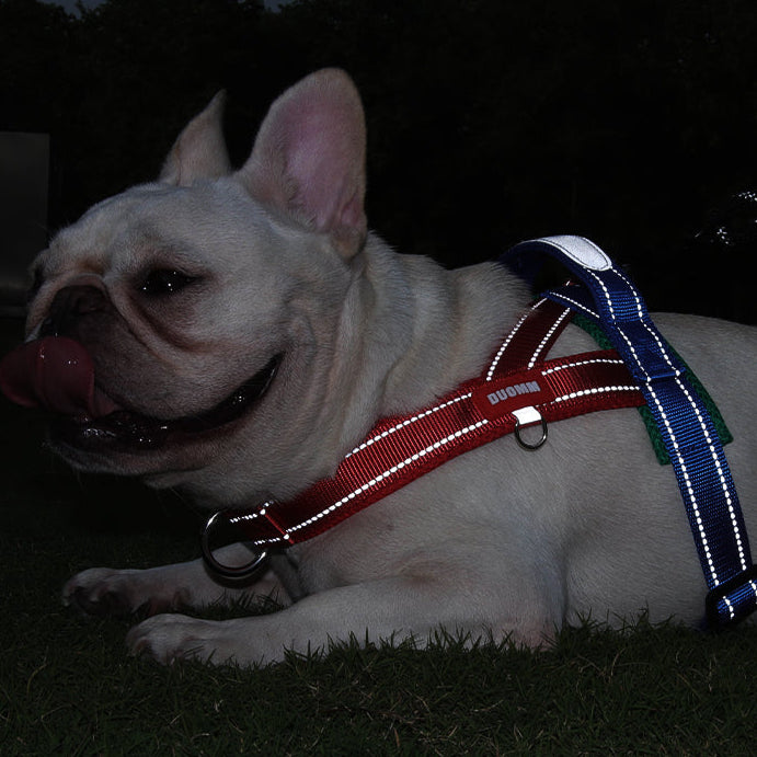 Coleira Pet Sem Restrição Touch