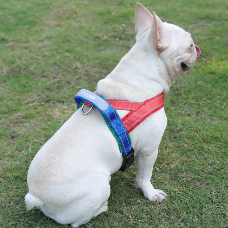 Coleira Pet Sem Restrição Touch