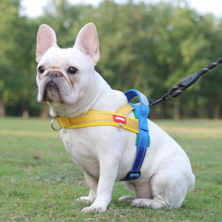 Coleira Pet Sem Restrição Touch