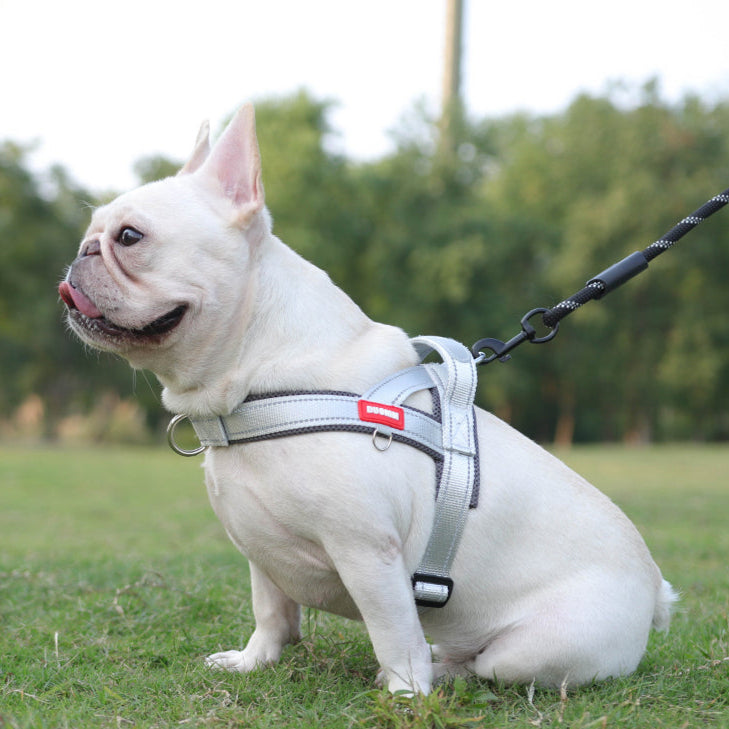 Coleira Pet Sem Restrição Touch