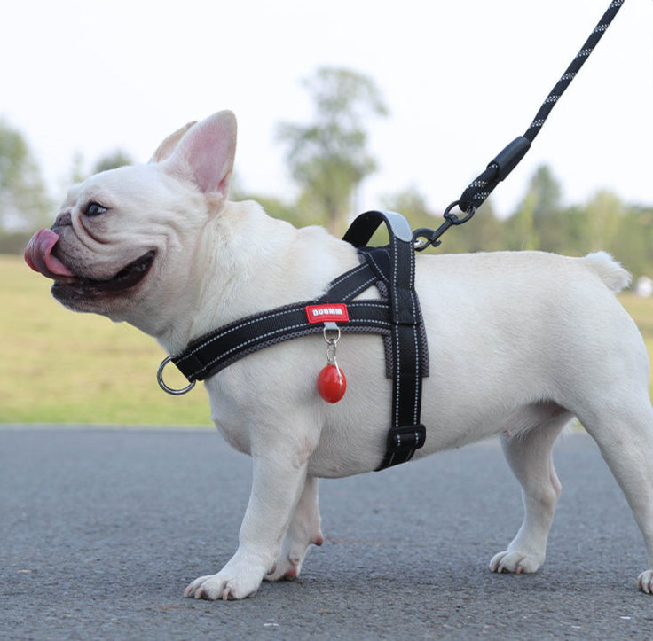 Coleira Pet Sem Restrição Touch