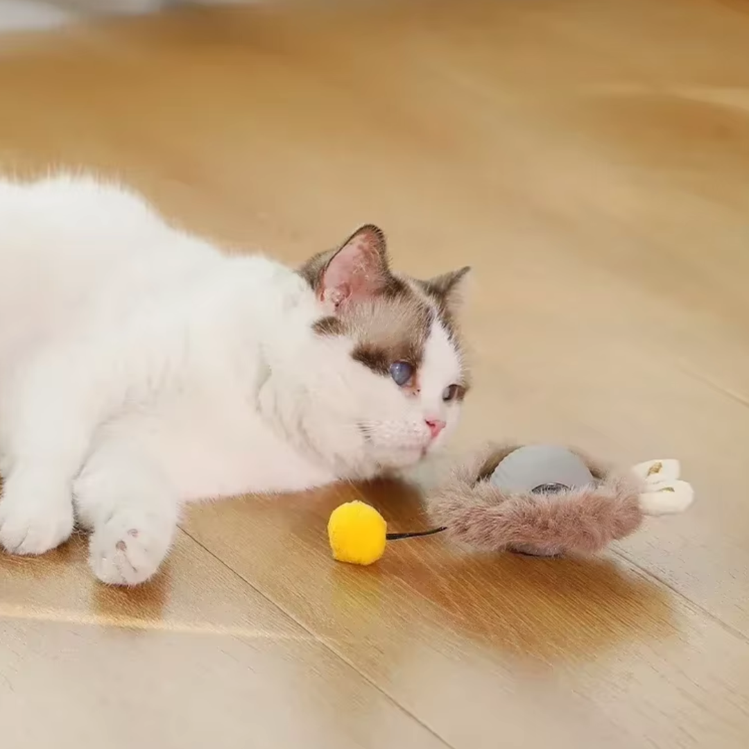 Bolinha Rolamento Automático Pet Kitys