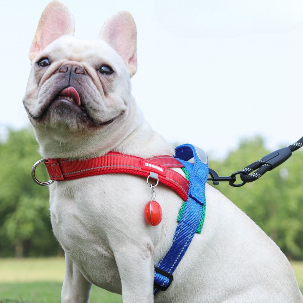 Coleira Pet Sem Restrição Touch