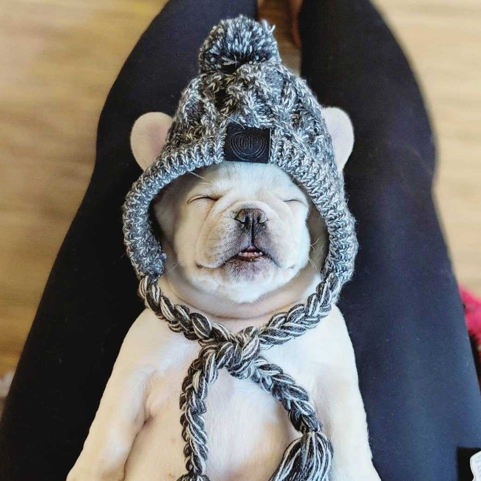 Gorro Pet Will