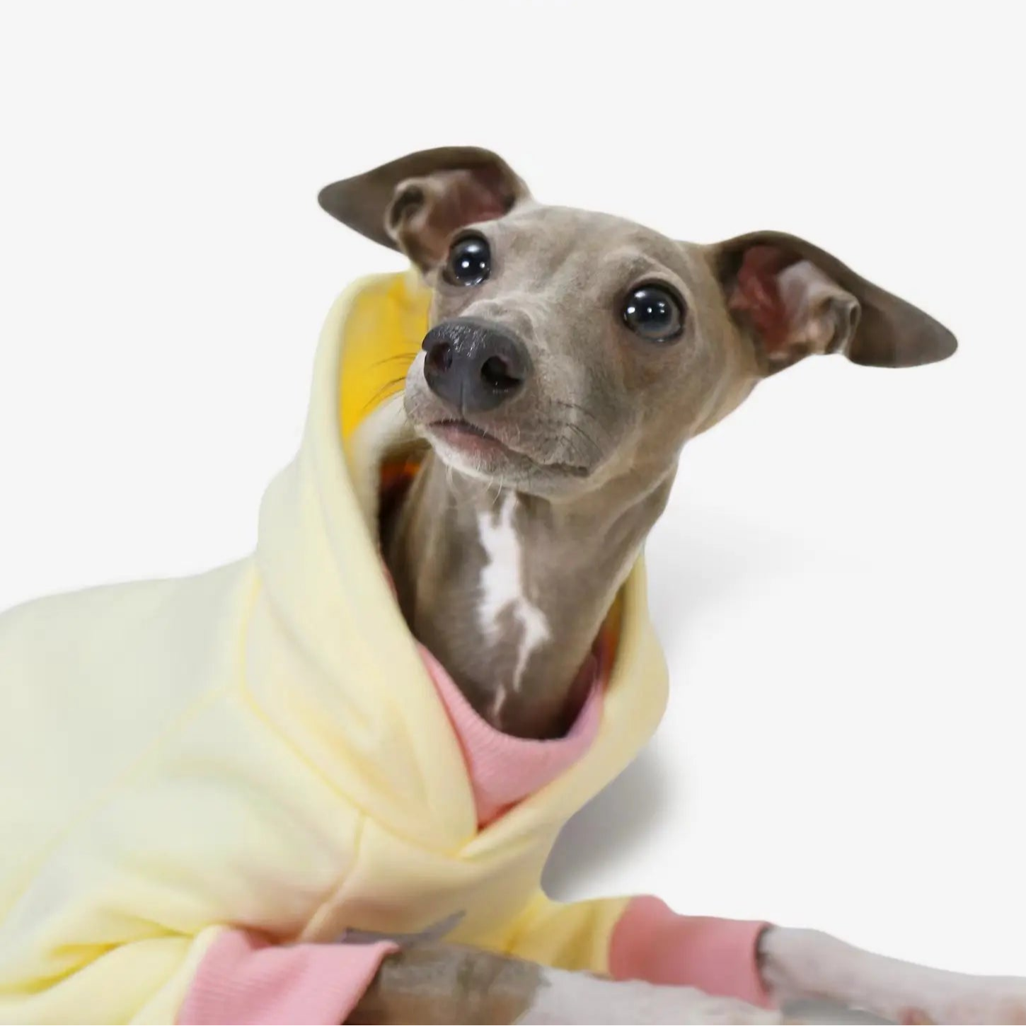 Moletom Whippet Napolitano