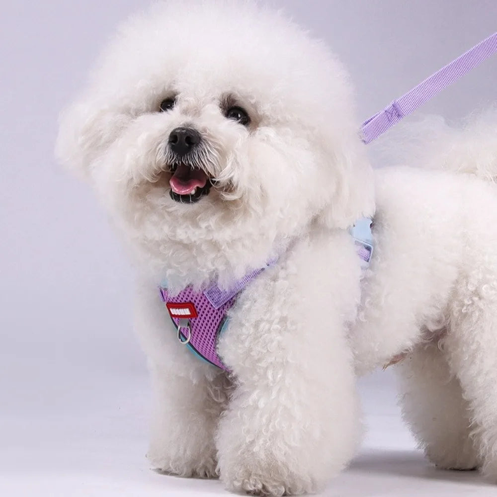 Coleira Pet & Guia Royale