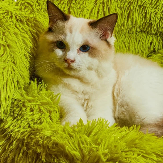 Puff Divertido Pet Gift