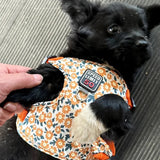 Coleira & Guia Pet Hannis