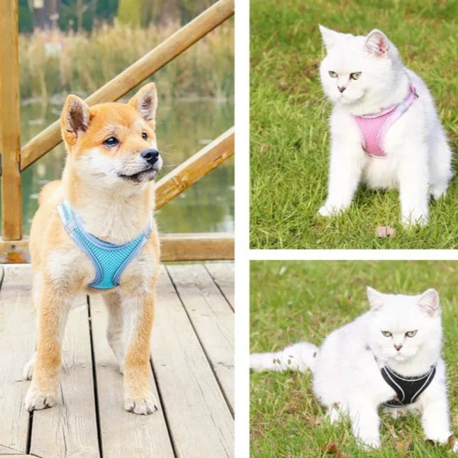 Coleira Peitoral & Guia Hutie