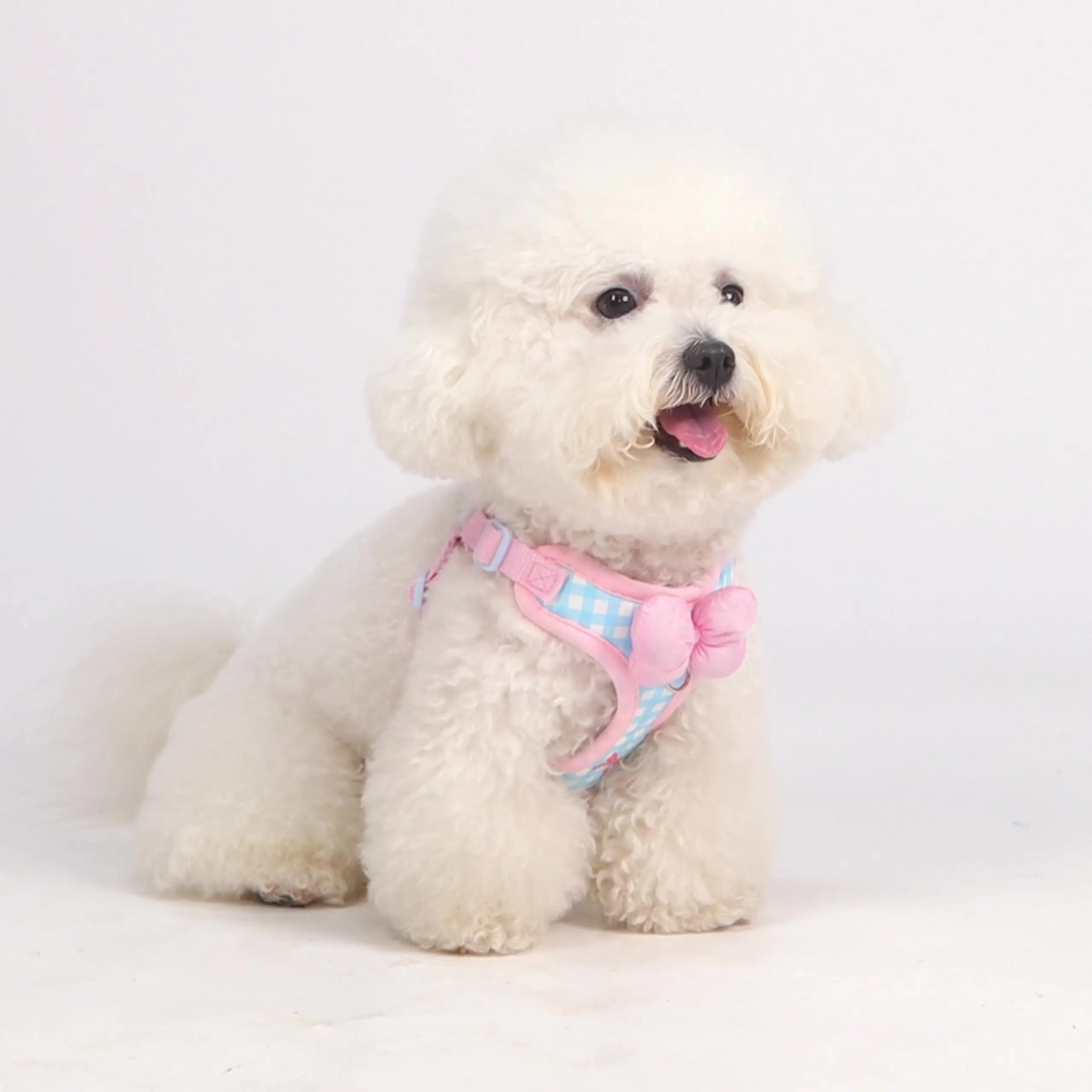 Coleira & Guia SweetPet