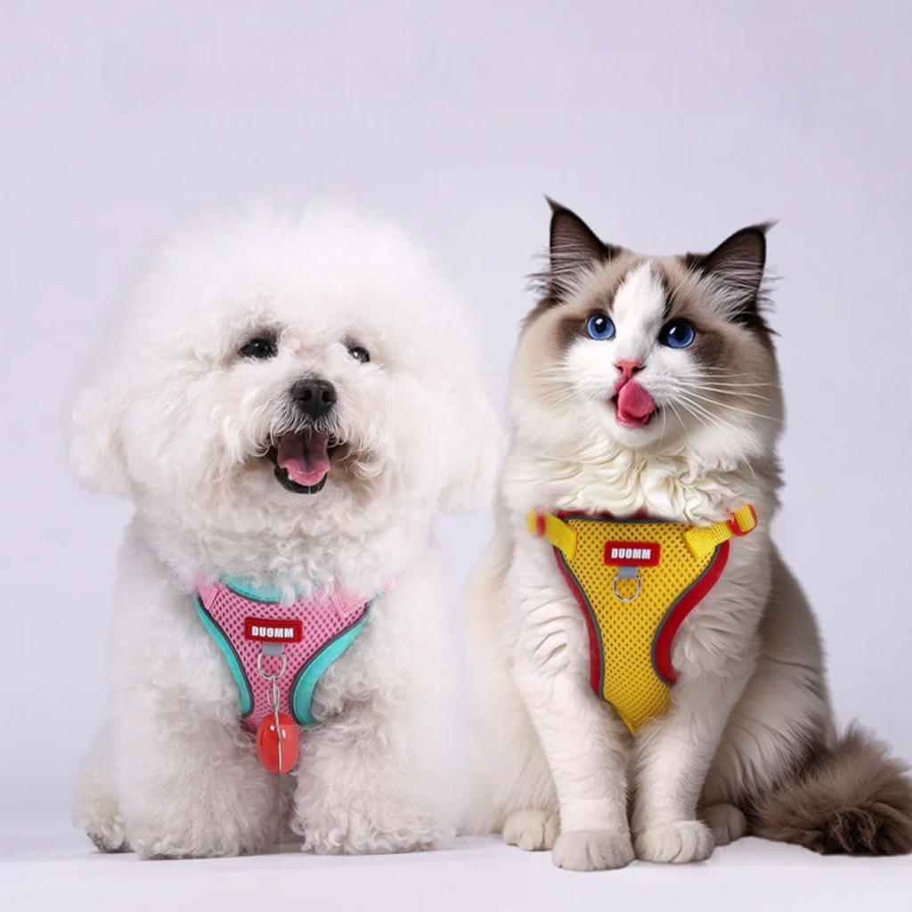 Coleira Pet & Guia Royale