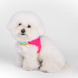 Coleira Pet Anti-puxão Pawslove