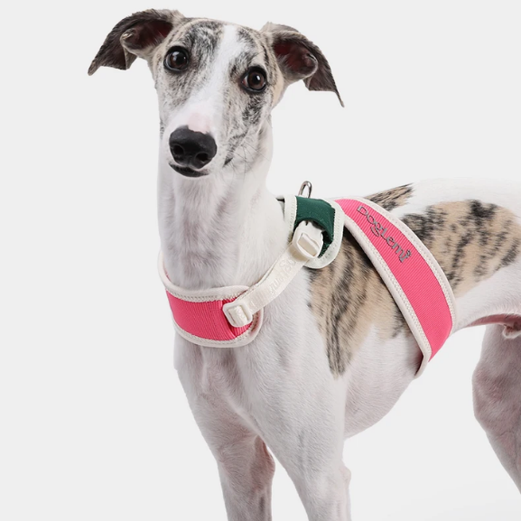 Coleira Pet Anti-puxão Acolchoada PetStyle