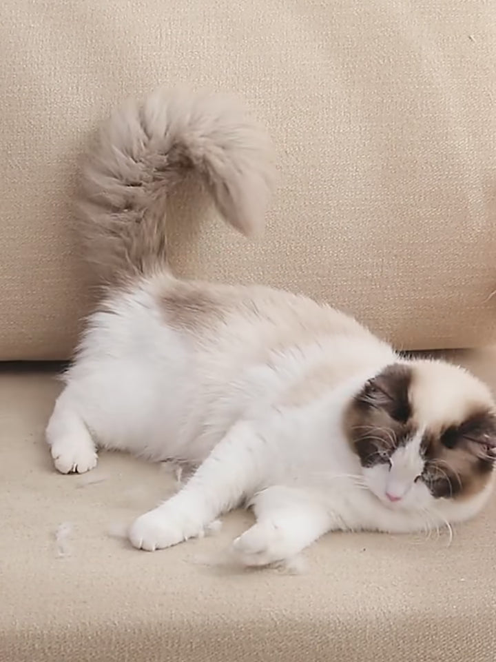 Escova Removedora de Pelos Reutilizável Clorh