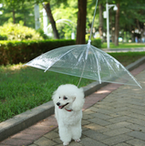 Guia com Guarda-chuva Tour