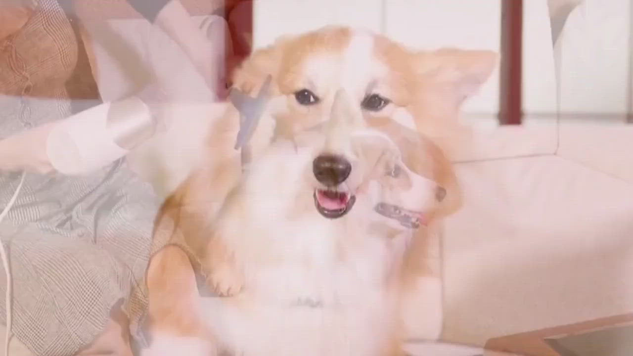 Secador 2 em 1 Pet Blower