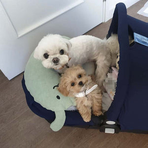 Travesseiro Pet Bumpe