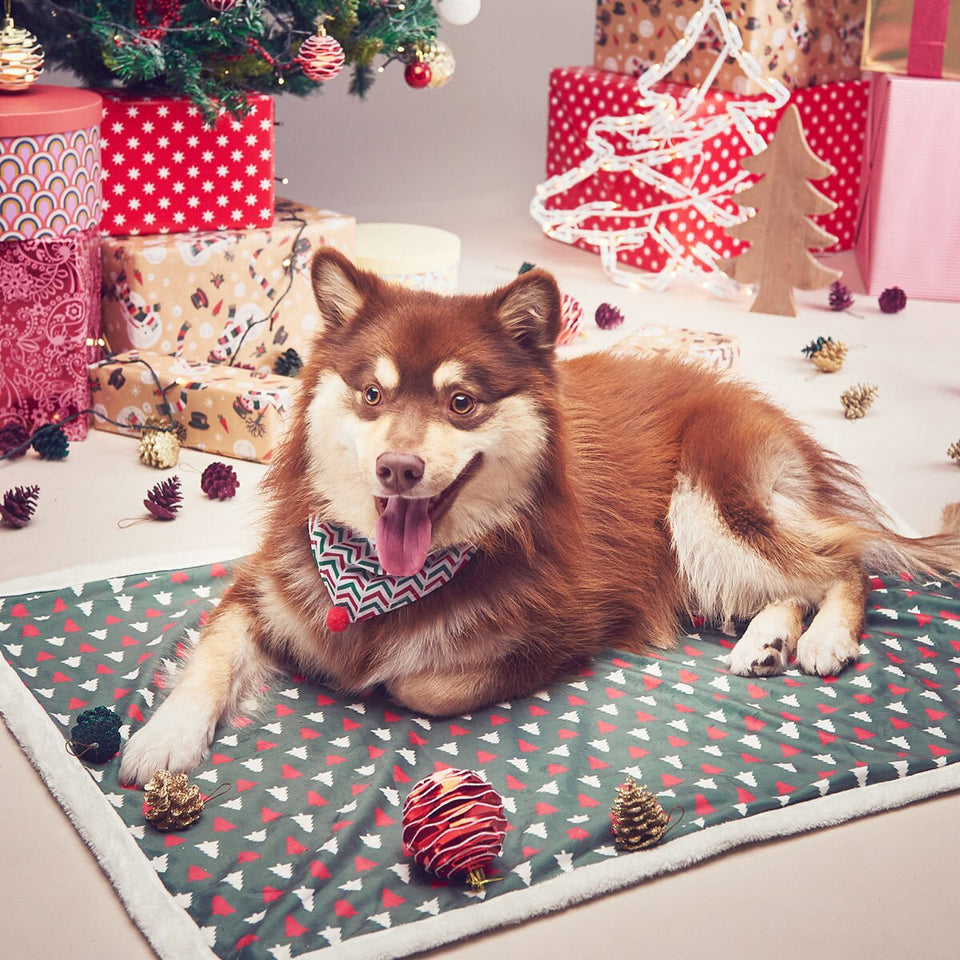 Caminha Pet Holli