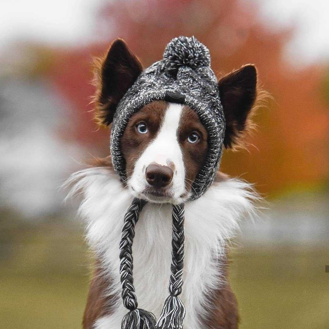 Gorro Pet Will