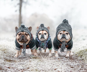 Gorro Pet Will