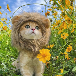 Gorro Pet Leãozinho