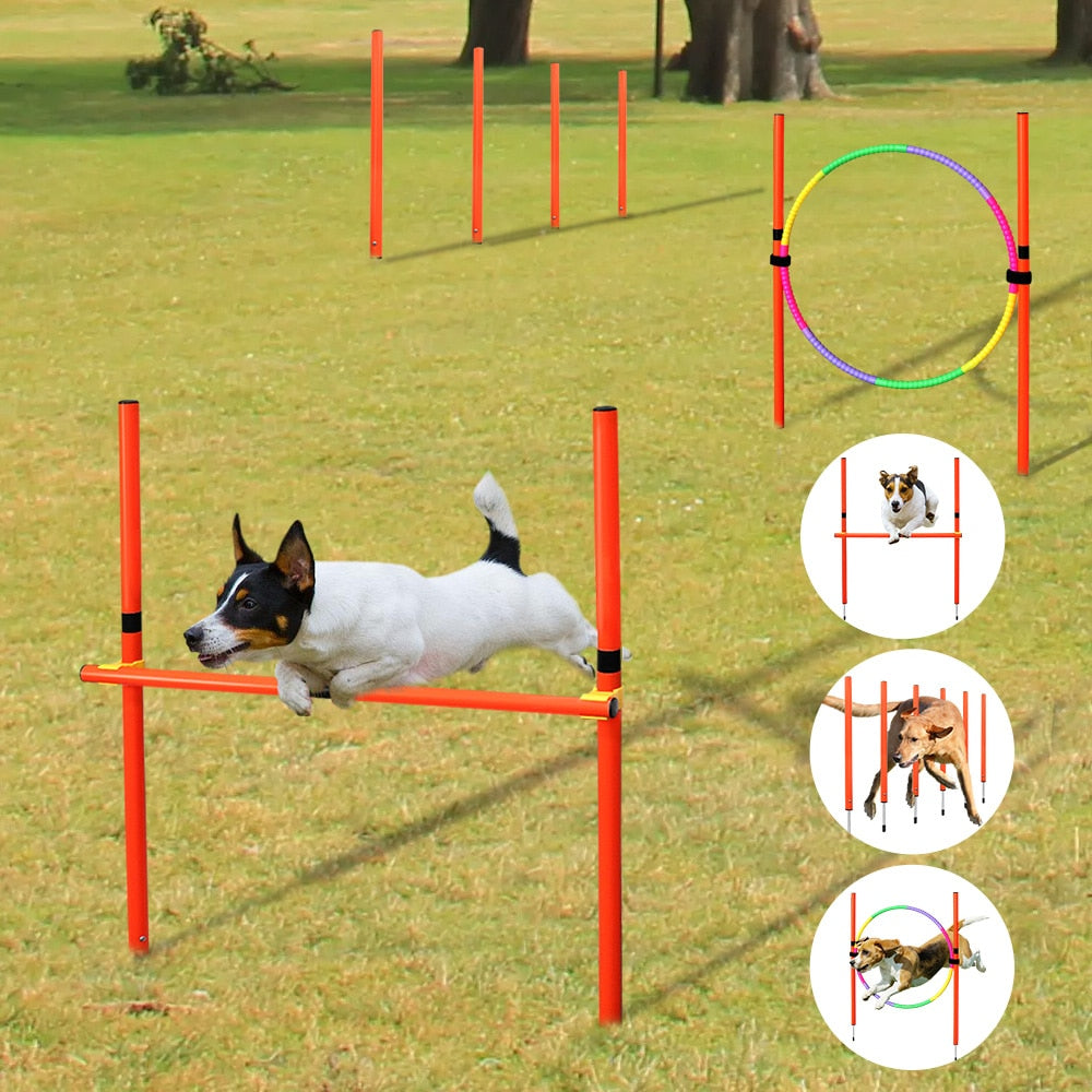 Kit de Treinamento Pet Diver